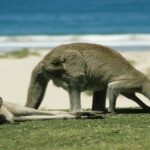 See kangaroos when backpacking